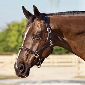 Leather Horse Halter